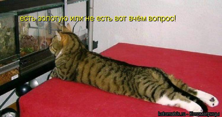 есть золотую или не есть вот вчём вопрос! есть золотую или не есть вот вчём вопрос!... Котоматрица: есть золотую или не есть вот вчём вопрос! есть золотую или не есть вот вчём вопрос!