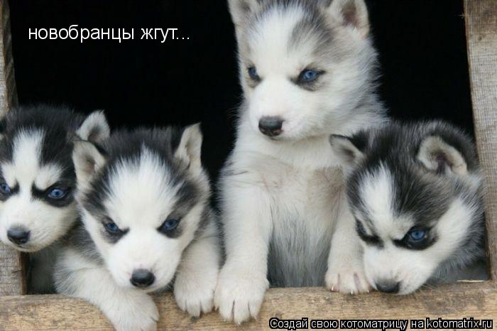 новобранцы жгут...... Котоматрица: новобранцы жгут...