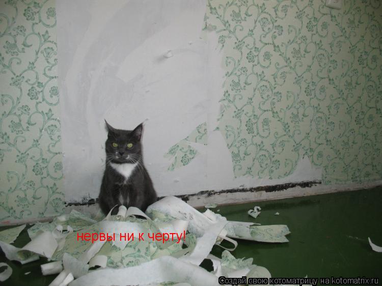 нервы ни к черту!... Котоматрица: нервы ни к черту!