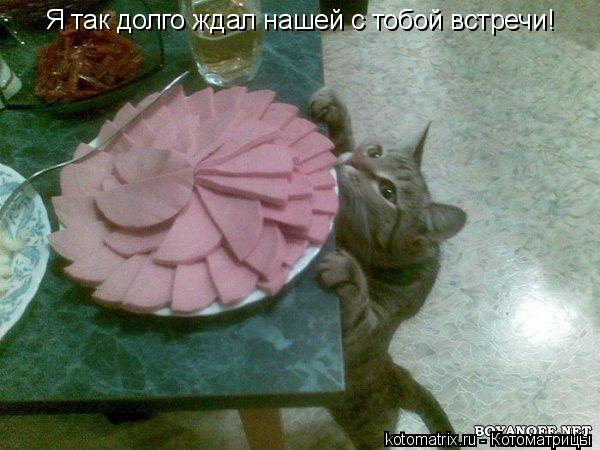 Я так долго ждал нашей с тобой встречи!... Котоматрица: Я так долго ждал нашей с тобой встречи!