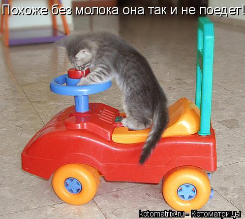 Похоже без молока она так и не поедет!... Котоматрица: Похоже без молока она так и не поедет!