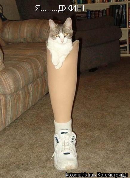 Я........ДЖИН!... Котоматрица: Я........ДЖИН!