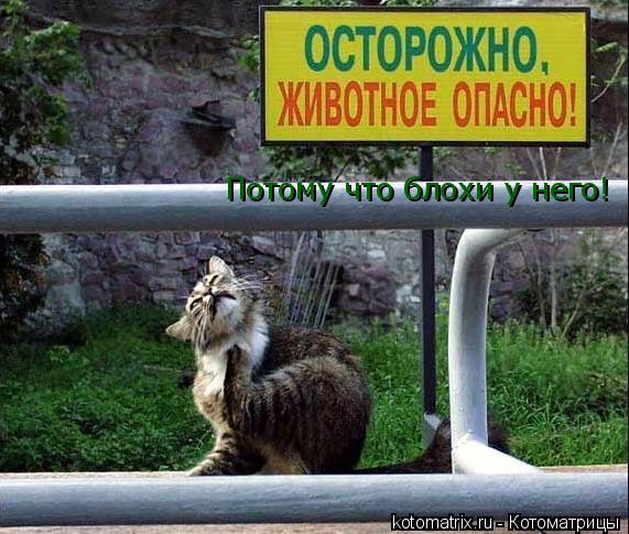 Потому что блохи у него!... Котоматрица: Потому что блохи у него!