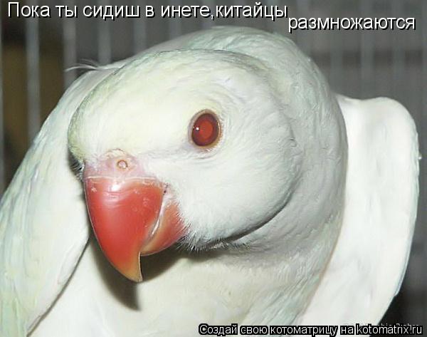 Пока ты сидиш в инете,китайцы размножаются... Котоматрица: Пока ты сидиш в инете,китайцы размножаются