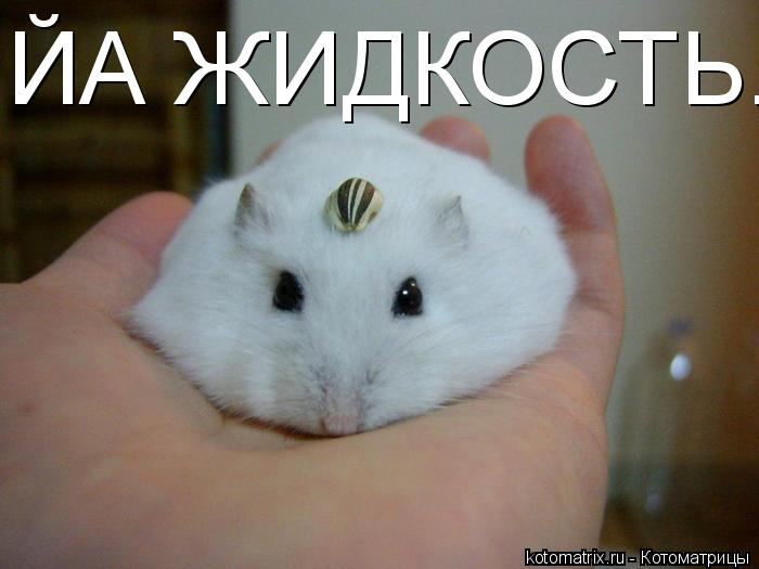 ЙА ЖИДКОСТЬ...... Котоматрица: ЙА ЖИДКОСТЬ...