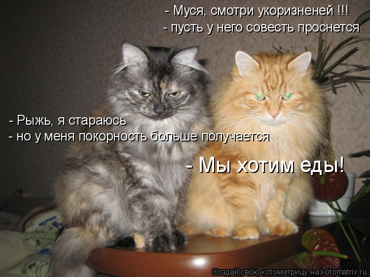 - Муся, смотри укоризненей !!! - пусть у него совесть проснется - Рыжь, я стараюсь - но у меня покорн... Котоматрица: - Муся, смотри укоризненей !!! - пусть у него совесть проснется - Рыжь, я стараюсь - но у меня покорность больше получается - Мы хотим еды!