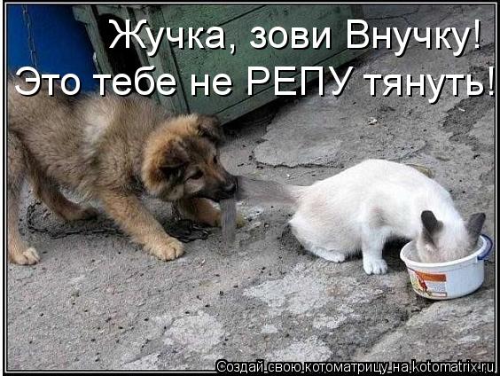 Жучка, зови Внучку! Это тебе не РЕПУ тянуть!... Котоматрица: Жучка, зови Внучку! Это тебе не РЕПУ тянуть!