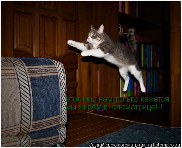 этот мир нам только кажется... мы живём в котоматрице!!!... Котоматрица: этот мир нам только кажется... мы живём в котоматрице!!!