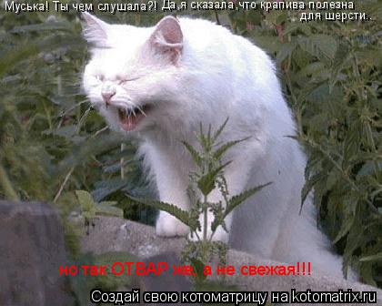 Муська! Ты чем слушала?! Да,я сказала,что крапива полезна для шерсти.. но так ОТВАР же, а не свежая!... Котоматрица: Муська! Ты чем слушала?! Да,я сказала,что крапива полезна для шерсти.. но так ОТВАР же, а не свежая!!!