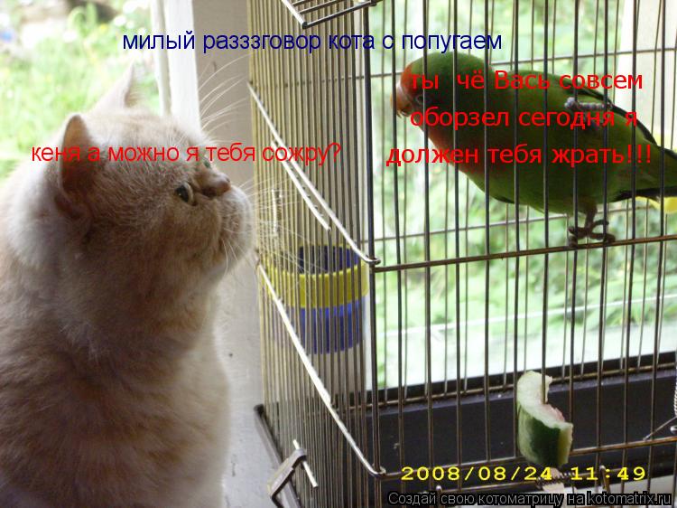 милый разззговор кота с попугаем кеня а можно я тебя сожру? ты чё Вась совсем оборзел сегодня я дол... Котоматрица: милый разззговор кота с попугаем кеня а можно я тебя сожру? ты чё Вась совсем оборзел сегодня я должен тебя жрать!!!