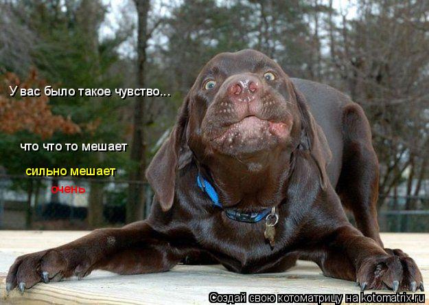 У вас было такое чувство... что что то мешает сильно мешает очень... Котоматрица: У вас было такое чувство... что что то мешает сильно мешает очень
