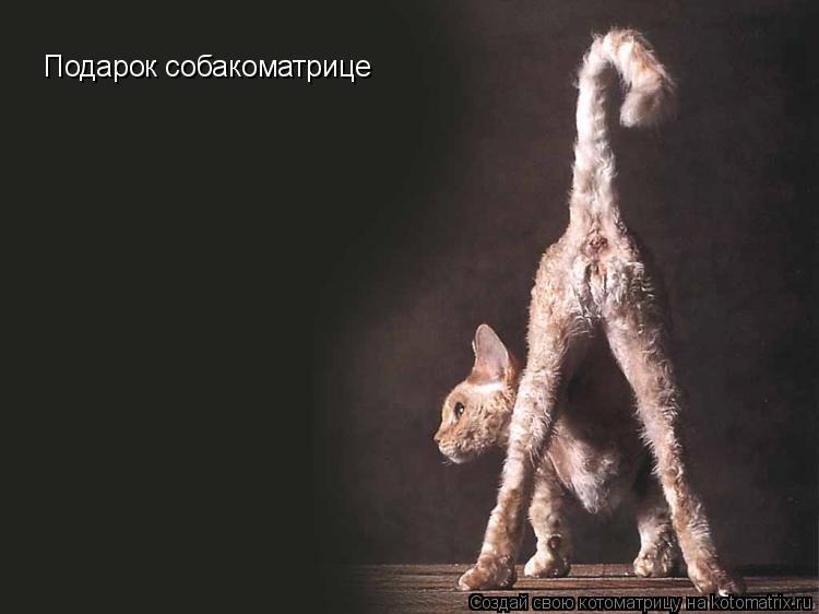 Подарок собакоматрице... Котоматрица: Подарок собакоматрице