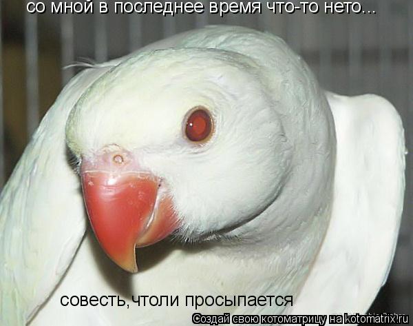 со мной в последнее время что-то нето... совесть,чтоли просыпается... Котоматрица: со мной в последнее время что-то нето... совесть,чтоли просыпается