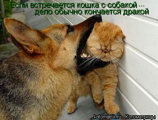 Если встречается кошка с собакой ... дело обычно кончается дракой... Котоматрица: Если встречается кошка с собакой ... дело обычно кончается дракой