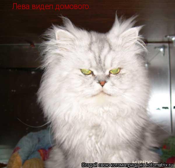 Лева видел домового.... Котоматрица: Лева видел домового.