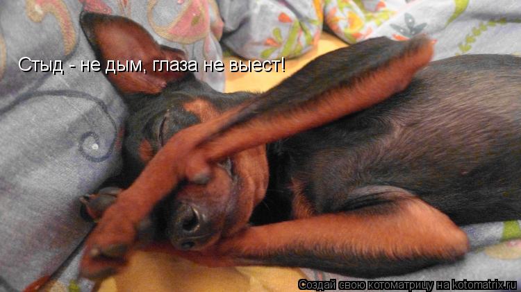 Стыд - не дым, глаза не выест!... Котоматрица: Стыд - не дым, глаза не выест!