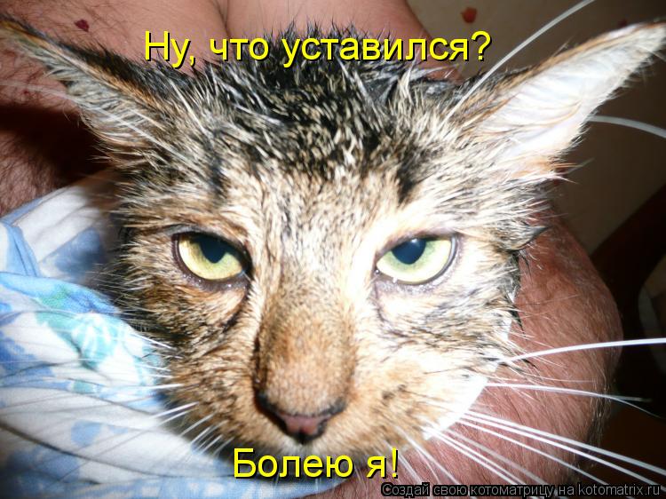 Ну, что уставился? Болею я!... Котоматрица: Ну, что уставился? Болею я!