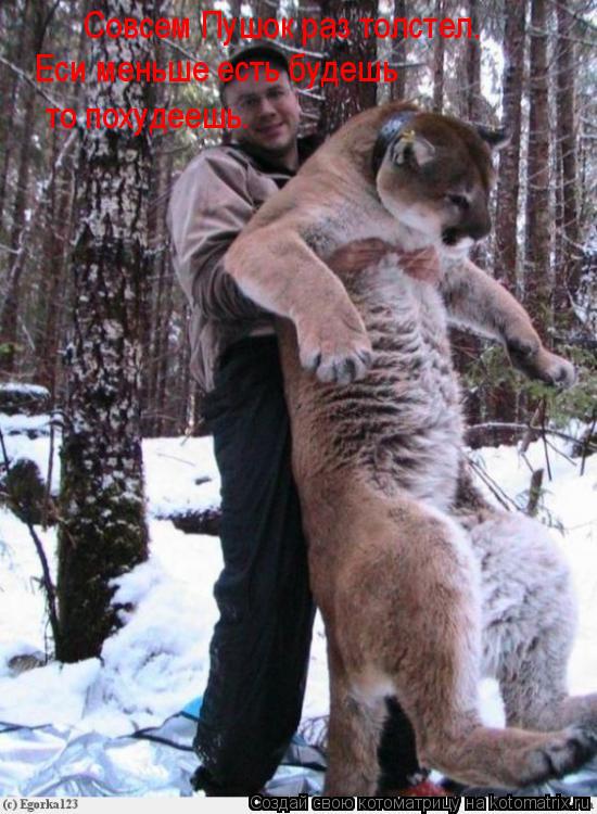 Совсем Пушок раз толстел. Еси меньше есть будешь то похудеешь.... Котоматрица: Совсем Пушок раз толстел. Еси меньше есть будешь то похудеешь.