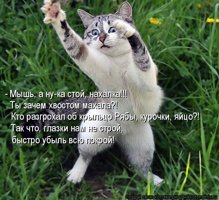 - Мышь, а ну-ка стой, нахалка!!! Ты зачем хвостом махала?! Кто разгрохал об крыльцо Рябы, курочки, яй... Котоматрица: - Мышь, а ну-ка стой, нахалка!!! Ты зачем хвостом махала?! Кто разгрохал об крыльцо Рябы, курочки, яйцо?! Так что, глазки нам не строй, быстро убыл