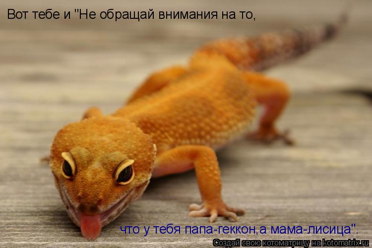 Вот тебе и "Не обращай внимания на то, что у тебя папа-геккон,а мама-лисица".... Котоматрица: Вот тебе и "Не обращай внимания на то, что у тебя папа-геккон,а мама-лисица".