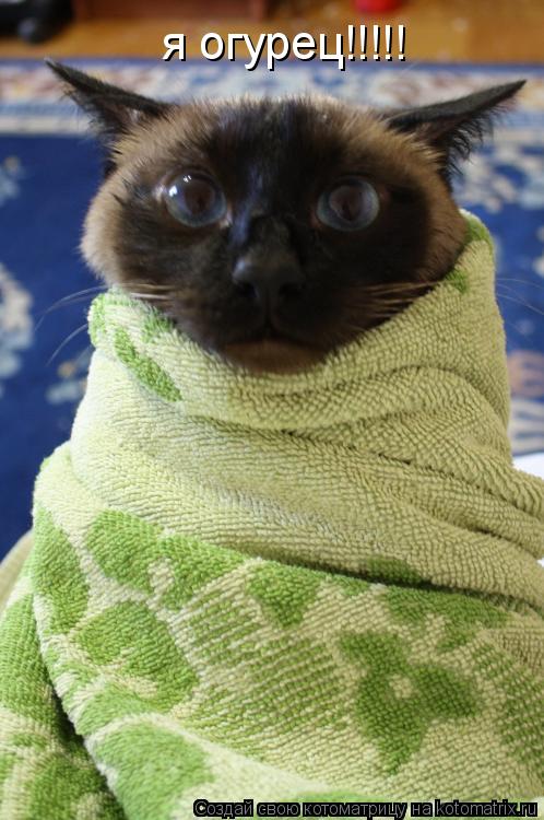я огурец!!!!!... Котоматрица: я огурец!!!!!
