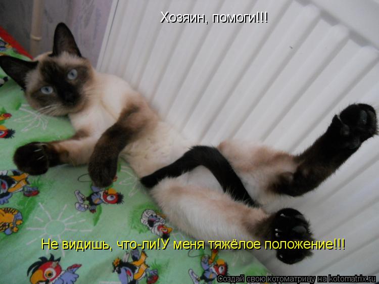 Хозяин, помоги!!! Не видишь, что-ли!У меня тяжёлое положение!!!... Котоматрица: Хозяин, помоги!!! Не видишь, что-ли!У меня тяжёлое положение!!!