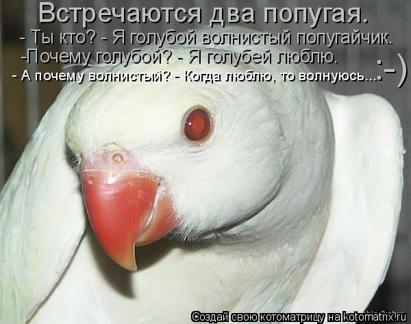 Встречаются два попугая. - Ты кто? - Я голубой волнистый попугайчик. -Почему голубой? - Я голубей ... Котоматрица: Встречаются два попугая. - Ты кто? - Я голубой волнистый попугайчик. -Почему голубой? - Я голубей люблю. - А почему волнистый? - Когда люблю, то