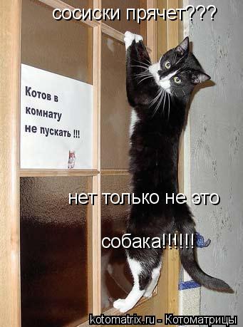 сосиски прячет??? нет только не это собака!!!!!!... Котоматрица: сосиски прячет??? нет только не это собака!!!!!!