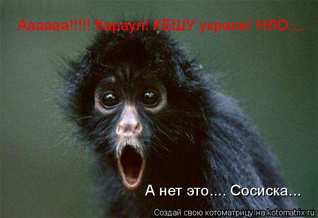 Аааааа!!!!! Караул! КЕШУ украли! НЛО.... А нет это.... Сосиска...... Котоматрица: Аааааа!!!!! Караул! КЕШУ украли! НЛО.... А нет это.... Сосиска...