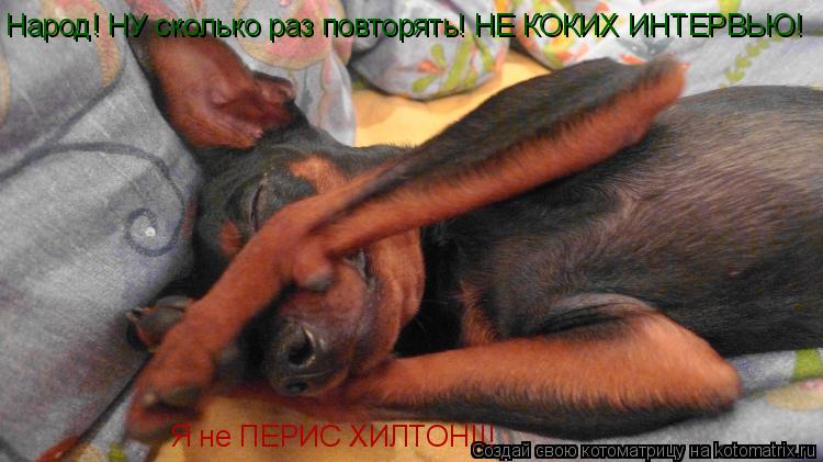 Народ! НУ сколько раз повторять! НЕ КОКИХ ИНТЕРВЬЮ! Я не ПЕРИС ХИЛТОН!!!... Котоматрица: Народ! НУ сколько раз повторять! НЕ КОКИХ ИНТЕРВЬЮ! Я не ПЕРИС ХИЛТОН!!!