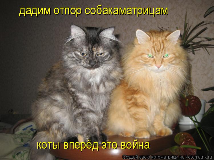 дадим отпор собакаматрицам коты вперёд это война... Котоматрица: дадим отпор собакаматрицам коты вперёд это война