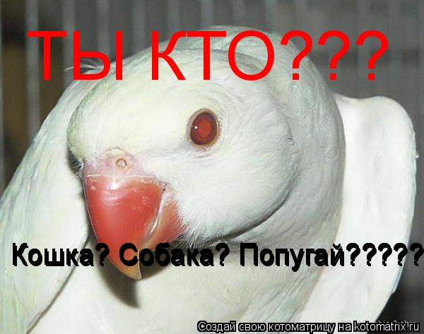 ТЫ КТО??? Кошка? Собака? Попугай???????? Кошка? Собака? Попугай???????? Кошка? Собака? Попугай???????... Котоматрица: ТЫ КТО??? Кошка? Собака? Попугай???????? Кошка? Собака? Попугай???????? Кошка? Собака? Попугай???????? Кошка? Собака? Попугай????????