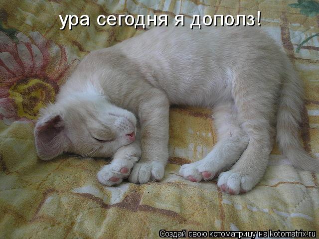 ура сегодня я дополз!... Котоматрица: ура сегодня я дополз!