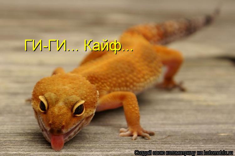 ГИ-ГИ... Кайф...... Котоматрица: ГИ-ГИ... Кайф...
