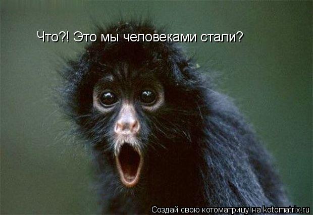 Что?! Это мы человеками стали?... Котоматрица: Что?! Это мы человеками стали?