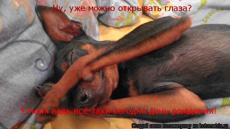 Ну, уже можно открывать глаза? У меня ведь всё-таки сегодня день рождения!... Котоматрица: Ну, уже можно открывать глаза? У меня ведь всё-таки сегодня день рождения!