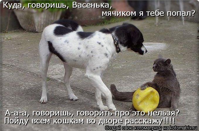 Куда, говоришь, Васенька, мячиком я тебе попал? А-а-а, говоришь, говорить про это нельзя? Пойду всем... Котоматрица: Куда, говоришь, Васенька, мячиком я тебе попал? А-а-а, говоришь, говорить про это нельзя? Пойду всем кошкам во дворе расскажу!!!!