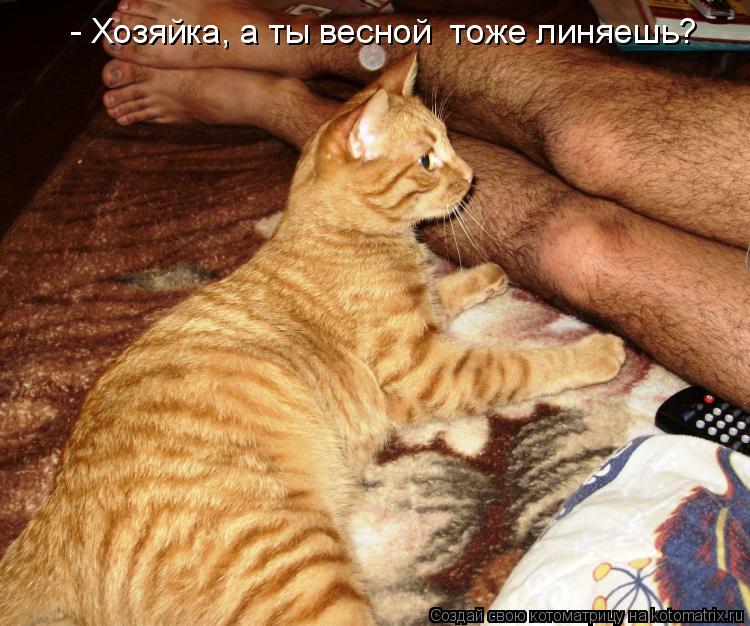 - Хозяйка, а ты весной тоже линяешь?... Котоматрица: - Хозяйка, а ты весной тоже линяешь?
