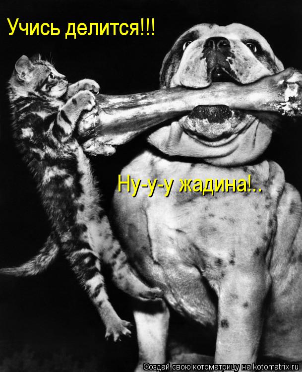 Учись делится!!! Ну-у-у жадина!..... Котоматрица: Учись делится!!! Ну-у-у жадина!..