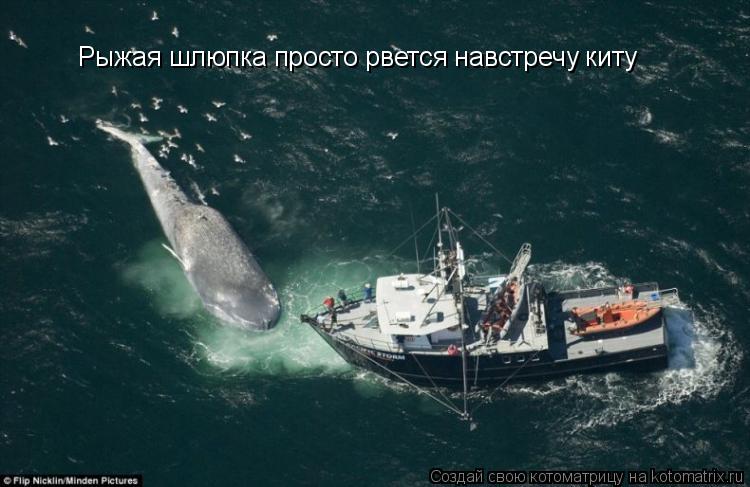 Рыжая шлюпка просто рвется навстречу киту... Котоматрица: Рыжая шлюпка просто рвется навстречу киту