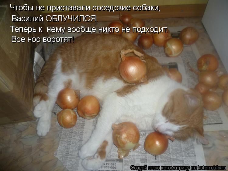 Котоматрица: Чтобы не приставали соседские собаки,  Василий ОБЛУЧИЛСЯ.   Теперь к  нему вообще никто не подходит.  Все нос воротят!