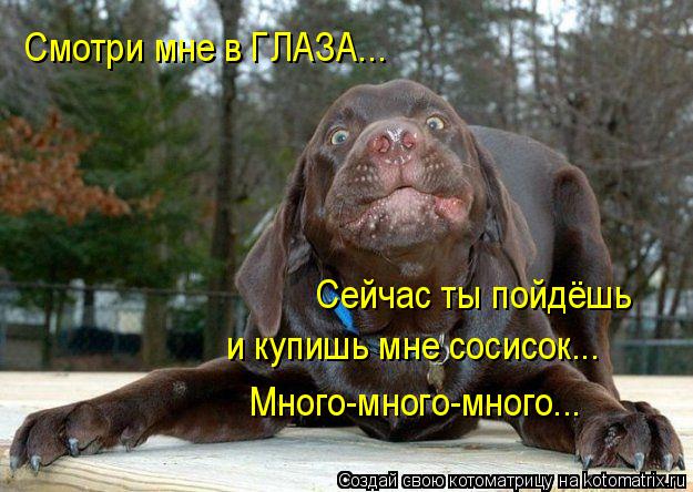 Смотри мне в ГЛАЗА... Сейчас ты пойдёшь и купишь мне сосисок... Много-много-много...... Котоматрица: Смотри мне в ГЛАЗА... Сейчас ты пойдёшь и купишь мне сосисок... Много-много-много...