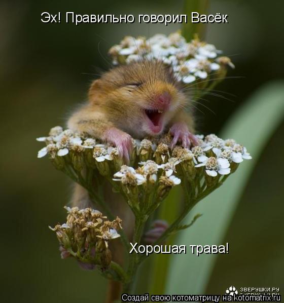 Эх! Правильно говорил Васёк Хорошая трава!... Котоматрица: Эх! Правильно говорил Васёк Хорошая трава!