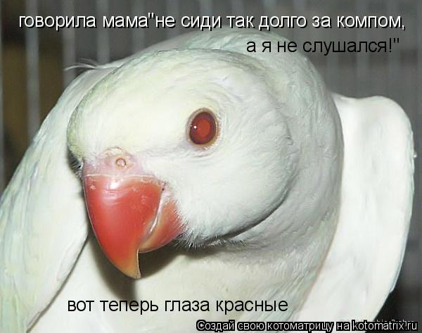 говорила мама"не сиди так долго за компом, а я не слушался!" вот теперь глаза красные... Котоматрица: говорила мама"не сиди так долго за компом, а я не слушался!" вот теперь глаза красные