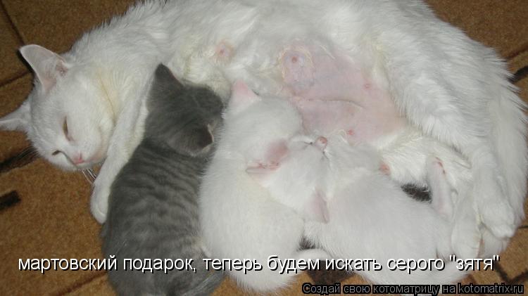 мартовский подарок, теперь будем искать серого "зятя"... Котоматрица: мартовский подарок, теперь будем искать серого "зятя"