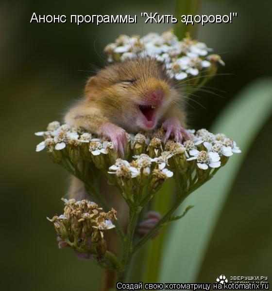 Анонс программы "Жить здорово!" Анонс программы "Жить здорово!"... Котоматрица: Анонс программы "Жить здорово!" Анонс программы "Жить здорово!"