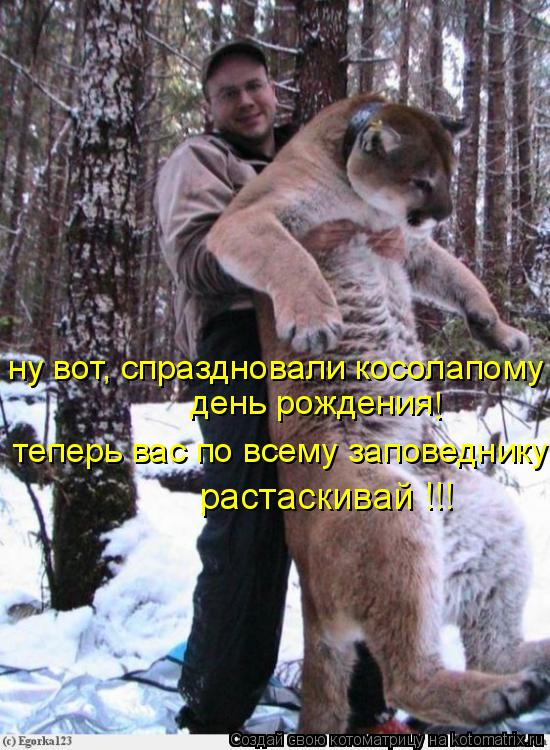ну вот, спраздновали косолапому день рождения теперь вас по всему заповеднику растаскивай !!! !... Котоматрица: ну вот, спраздновали косолапому день рождения теперь вас по всему заповеднику растаскивай !!! !