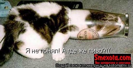 Я не понял! А где же пиво?((... Котоматрица: Я не понял! А где же пиво?((