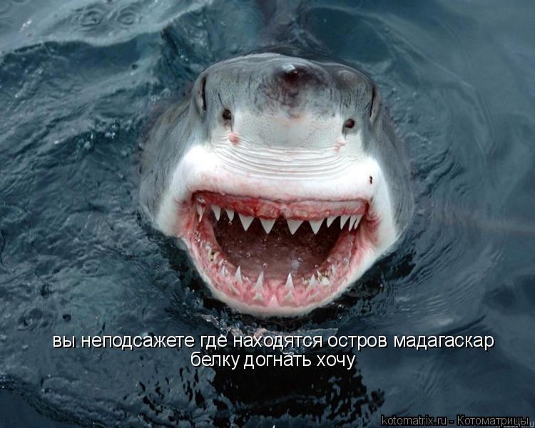 вы неподсажете где находятся остров мадагаскар белку догнать хочу... Котоматрица: вы неподсажете где находятся остров мадагаскар белку догнать хочу