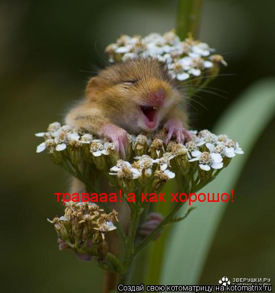 травааа! а как хорошо!... Котоматрица: травааа! а как хорошо!